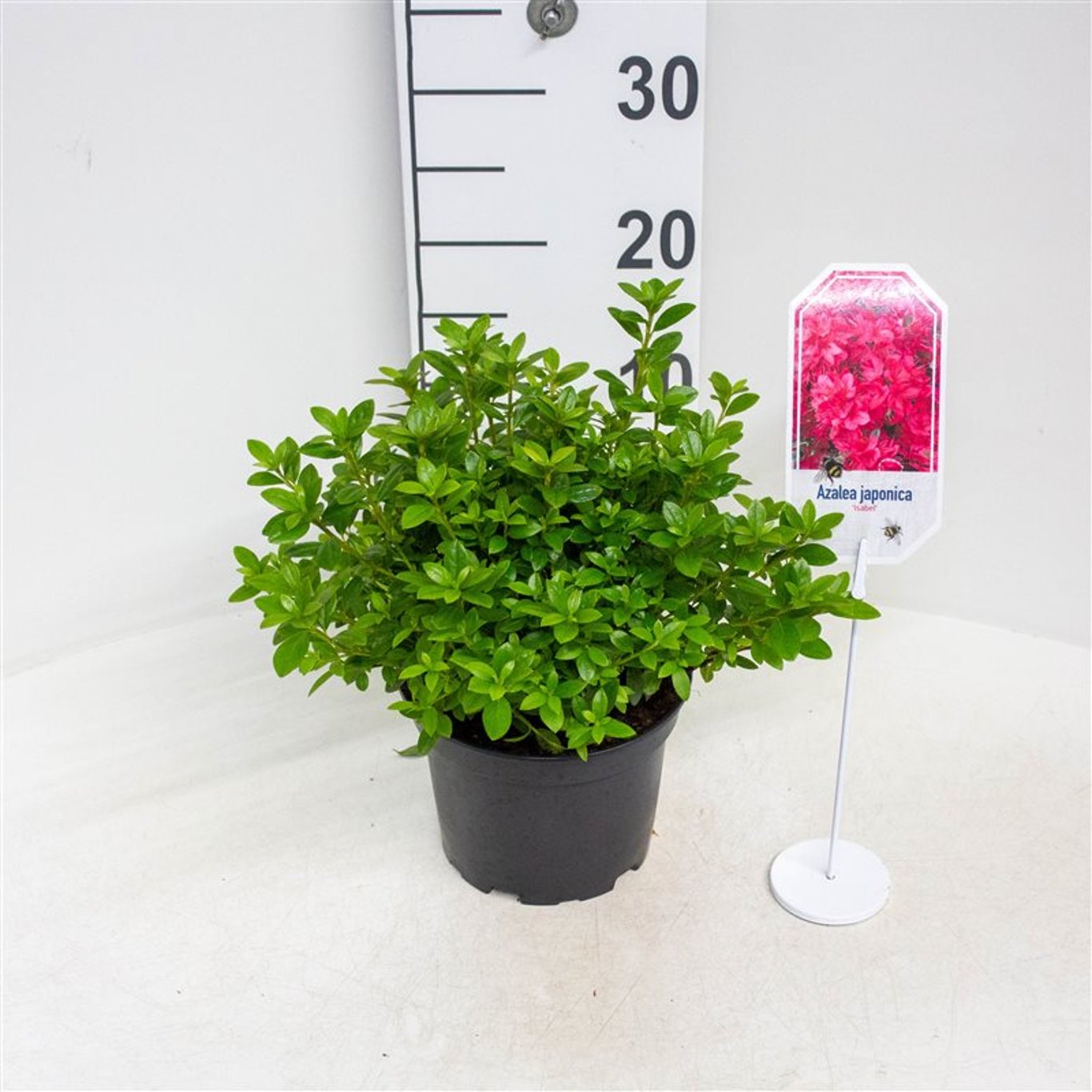 Rhododendron – Rhododendron (AJ); 'Isabel' - C2 20-25 CM